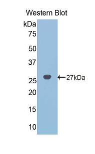 PAC130Po01.jpg