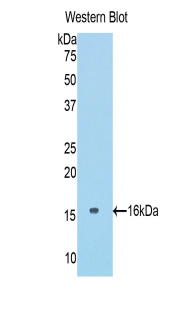 PAC150Mu03.jpg