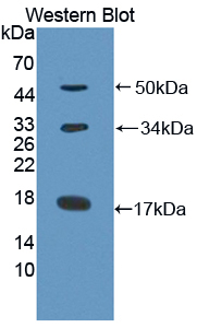 PAC156Hu71.jpg