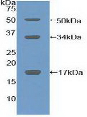 Polyclonal Antibody to Collagen Type X (COL10)