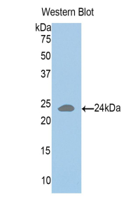 PAC166Bo01.jpg