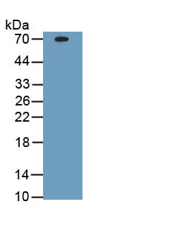 Polyclonal Antibody to Histone Deacetylase 1 (HDAC1)