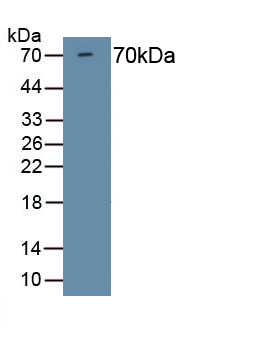 Polyclonal Antibody to Histone Deacetylase 1 (HDAC1)