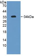 Polyclonal Antibody to Filamin A Alpha (FLNa)