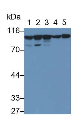 PAC223Hu02.jpg