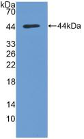 Polyclonal Antibody to Protein Kinase B Alpha (PKBa)