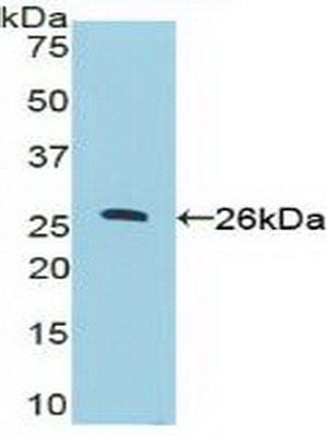 Polyclonal Antibody to Nucleolin (NCL)