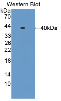 Polyclonal Antibody to Heterogeneous Nuclear Ribonucleoprotein A1 (HNRNPA1)