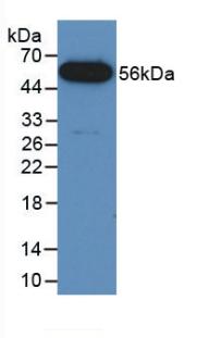 Polyclonal Antibody to Fusion (FUS)