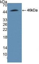 Polyclonal Antibody to Adhesion Regulating Molecule 1 (ADRM1)