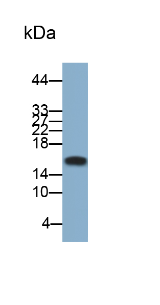 Polyclonal Antibody to Allograft inflammatory factor 1 (AIF1)