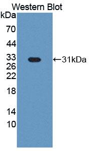 Polyclonal Antibody to Aurora Kinase C (AURKC)