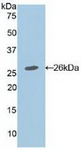 Polyclonal Antibody to Adenomatosis Polyposis Coli Protein (APC)