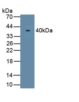 Polyclonal Antibody to Asporin (ASPN)