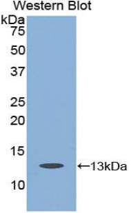 PAC340Bo02.jpg