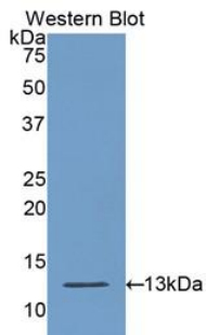 Polyclonal Antibody to Caspase 6 (CASP6)