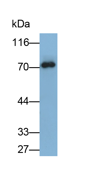 Polyclonal Antibody to Heat Shock 70kDa Protein 5 (HSPA5)