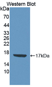 Polyclonal Antibody to Cytidine Deaminase (CDA)