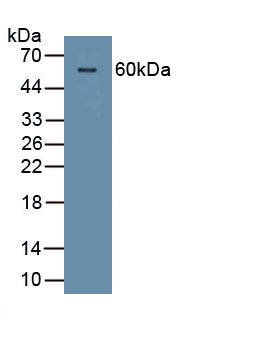 PAC369Hu01.jpg