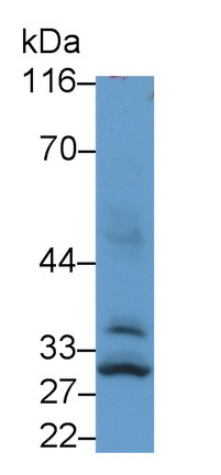 PAC383Hu01.jpg