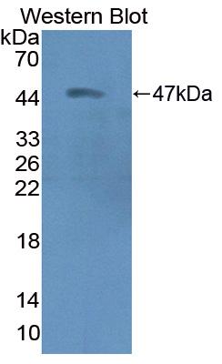 Polyclonal Antibody to Creatine Kinase, Mitochondrial 2, Sarcomeric (CKMT2)