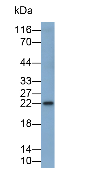 PAC389Hu01.jpg