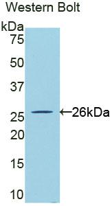 Polyclonal Antibody to Cardiotrophin Like Cytokine Factor 1 (CLCF1)