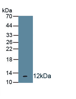 Polyclonal Antibody to Cardiotrophin Like Cytokine Factor 1 (CLCF1)