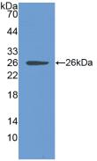 Polyclonal Antibody to Chloride Intracellular Channel Protein 1 (CLIC1)