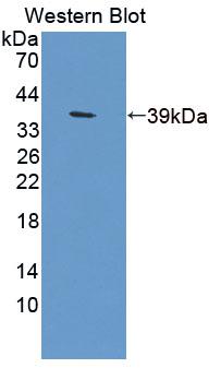 Polyclonal Antibody to Cytochrome C Oxidase Subunit VIc (COX6c)