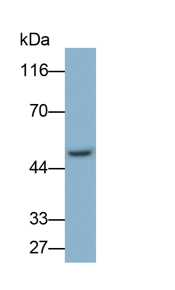 Polyclonal Antibody to Carboxypeptidase A3 (CPA3)