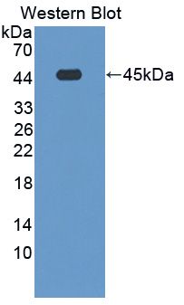 Polyclonal Antibody to Cryptochrome 1 (CRY1)