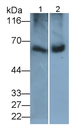 PAC418Bo05.jpg