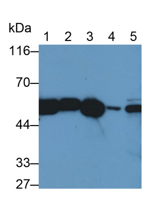 PAC418Hu01.jpg