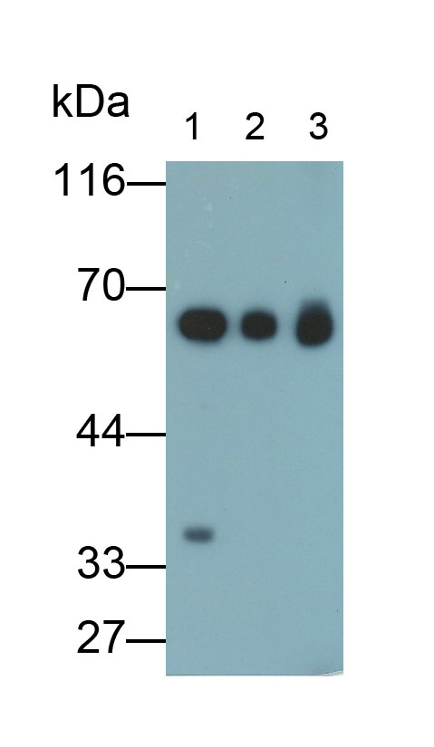 PAC418Ra01.jpg