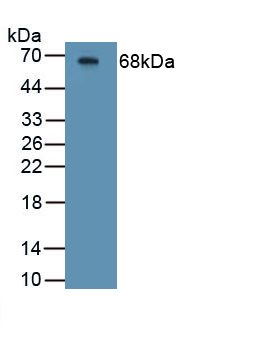 Polyclonal Antibody to Cystic Fibrosis Transmembrane Conductance Regulator (CFTR)