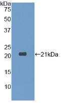 PAC432Hu01.jpg