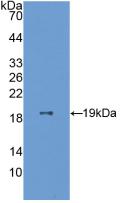 Polyclonal Antibody to Endothelial Cell Specific Molecule 1 (ESM1)