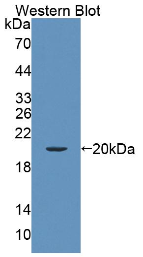 Polyclonal Antibody to Endothelin 3 (EDN3)