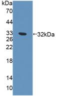 Polyclonal Antibody to Exonuclease 1 (EXO1)