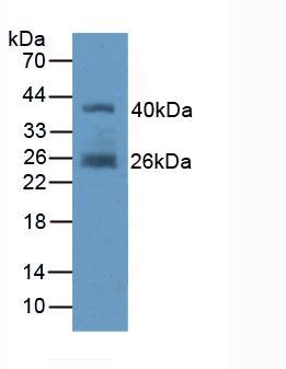 Polyclonal Antibody to Fibroblast Activation Protein Alpha (FAPa)