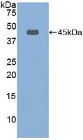 Polyclonal Antibody to Fibulin 1 (FBLN1)