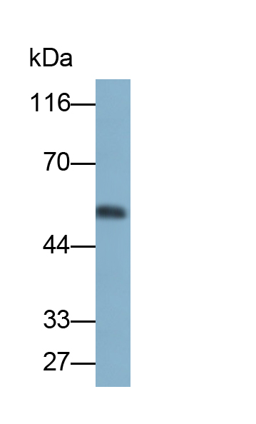 Polyclonal Antibody to Fibrinogen Gamma (FGg)