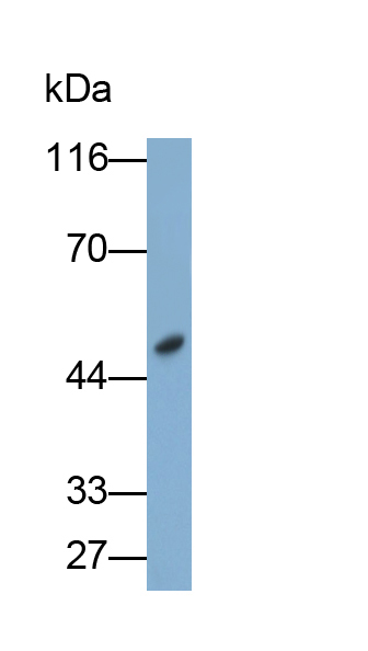 Polyclonal Antibody to Fibrinogen Gamma (FGg)