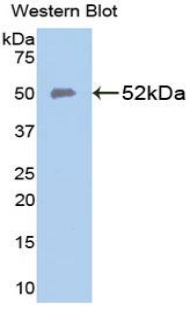 PAC489Hu01.jpg