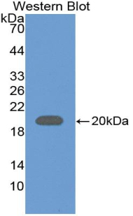 Polyclonal Antibody to Frataxin (FXN)