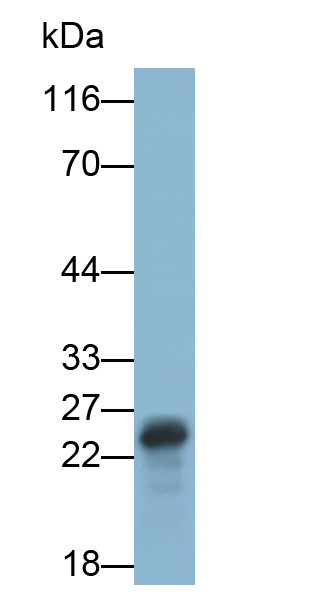 Polyclonal Antibody to Grancalcin (GCA)
