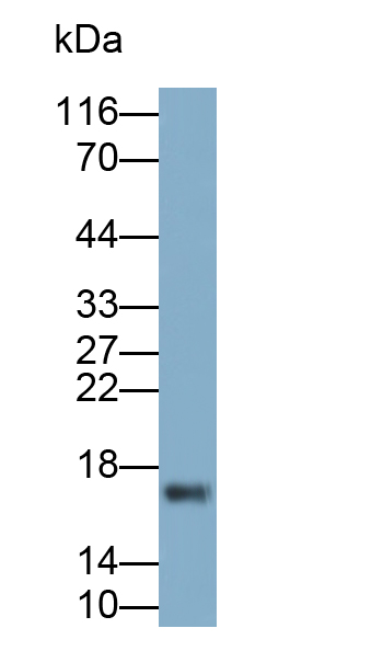 Polyclonal Antibody to Gastrokine 1 (GKN1)