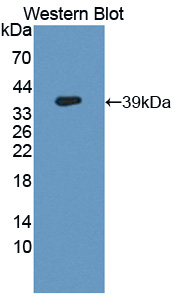 PAC512Hu01.jpg