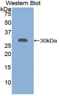 PAC513Hu03.jpg